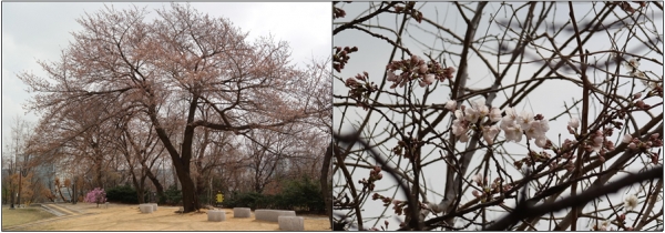 서울기상관측소의 벚꽃 개화 사진(좌 전경, 우 근접)