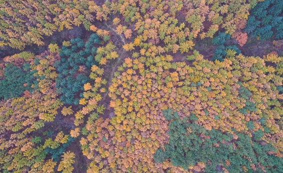 생태적·역사·문화적·경관적 가치 높은 양구소재 낙엽송 숲