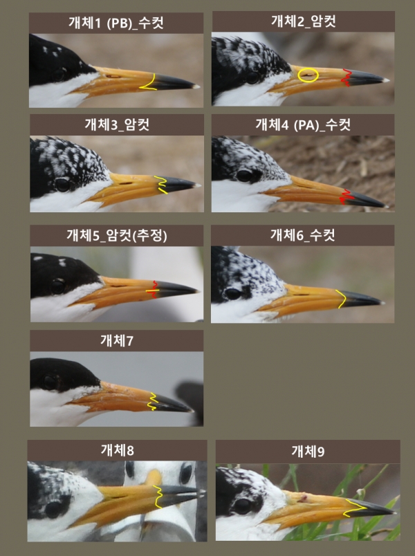 뿔제비갈매기 9마리 개체별 얼굴 사진. (사진=환경부)