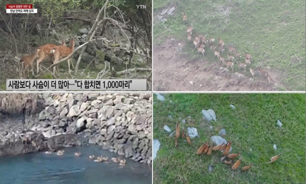 KBS ‘140명’ 사는 섬에 사슴은 수백 마리…집단 민원 해법은?